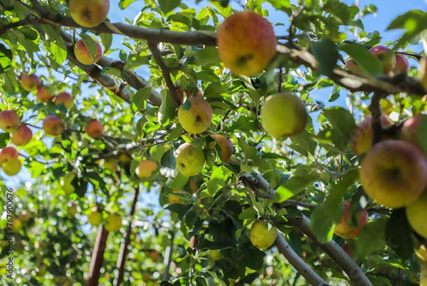 Fototapeta apples on tree