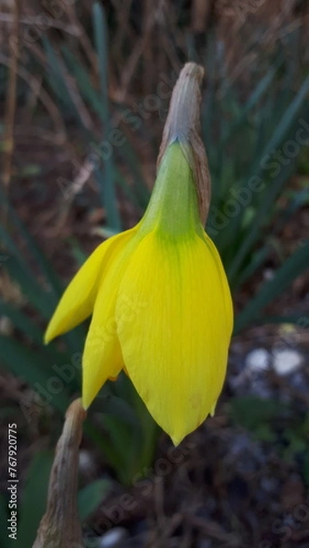 Obraz nieśmiałość