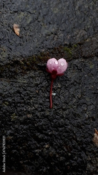 Obraz indywidualista