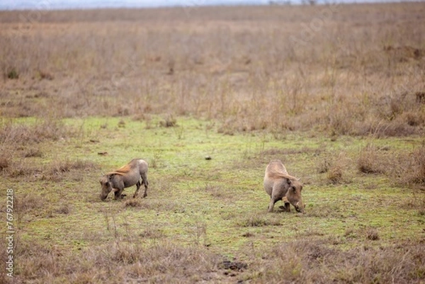 Obraz Common warthogs grazing in an expansive grassy field