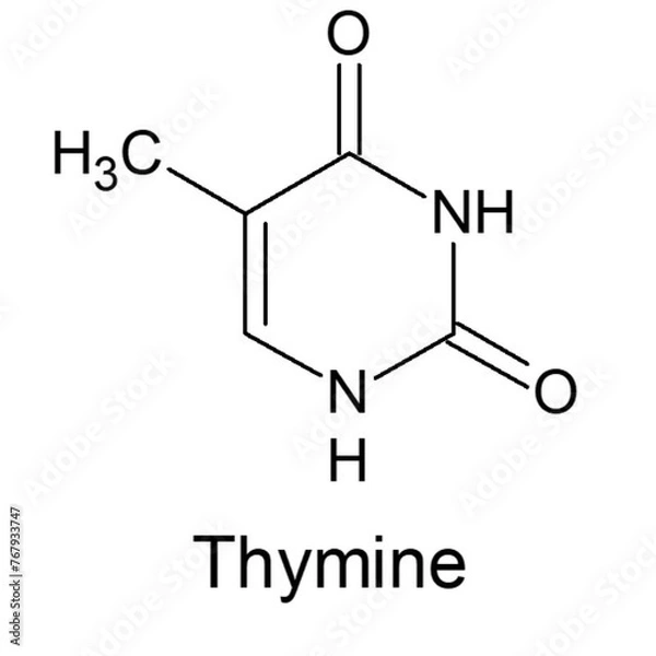 Obraz structure of Thymine 