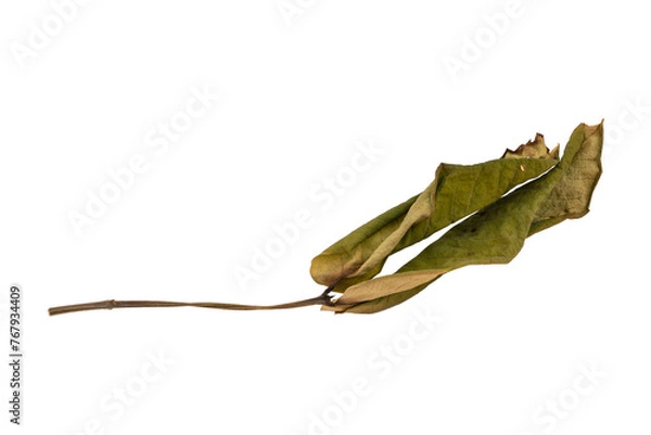 Obraz dry leaves on white background