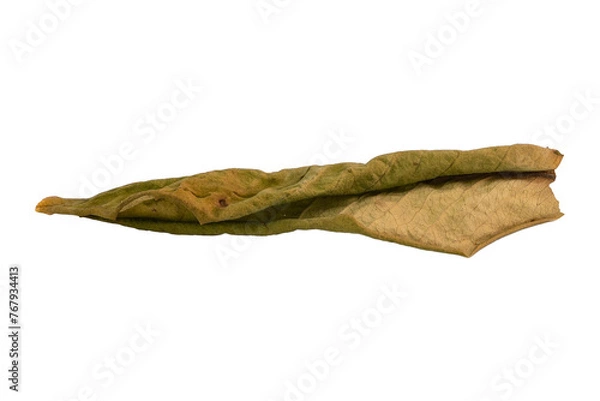 Obraz dry leaves on white background