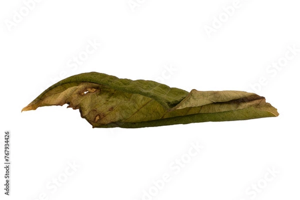 Obraz dry leaves on white background