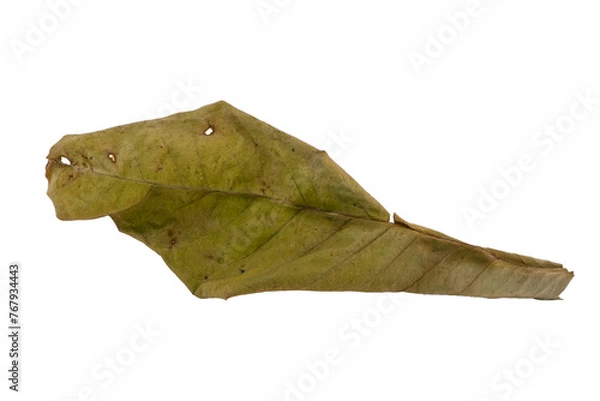 Obraz dry leaves on white background