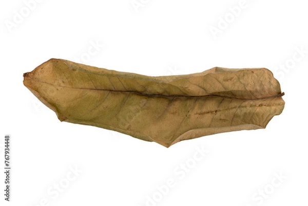 Obraz dry leaves on white background