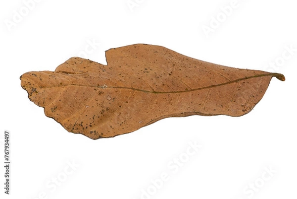 Obraz dry leaves on white background