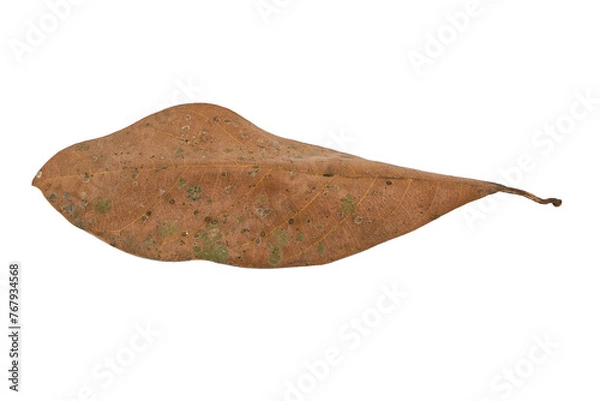 Obraz dry leaves on white background