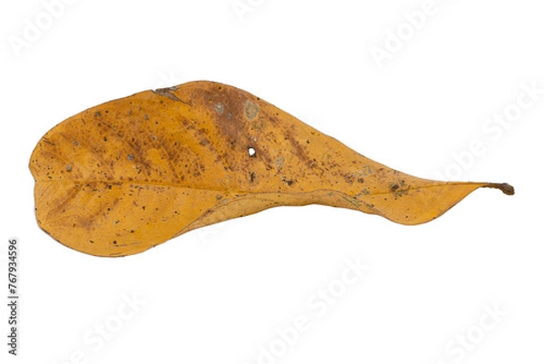 Obraz dry leaves on white background