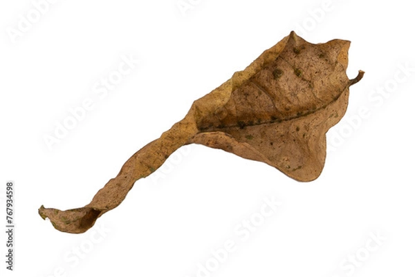 Obraz dry leaves on white background