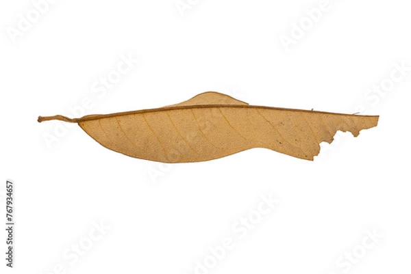 Obraz dry leaves on white background