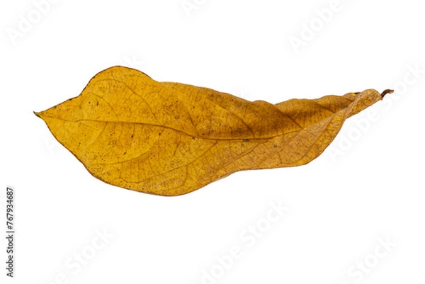 Obraz dry leaves on white background