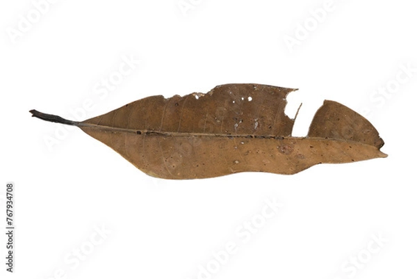 Obraz dry leaves on white background