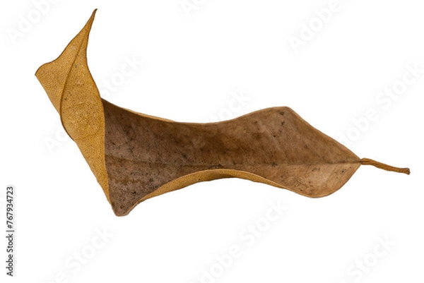 Obraz dry leaves on white background
