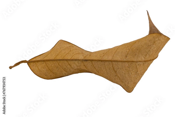 Obraz dry leaves on white background