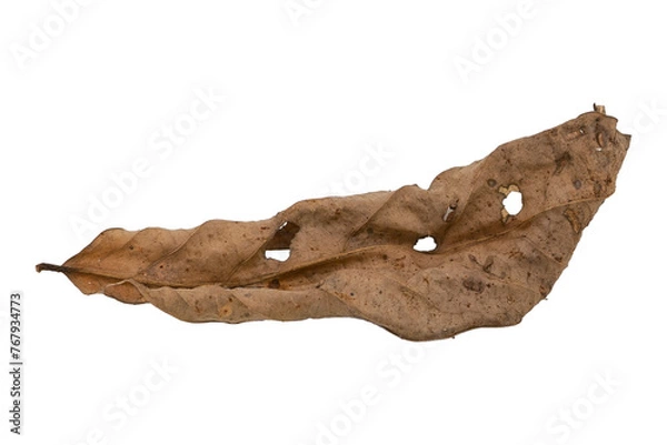 Obraz dry leaves on white background