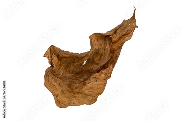 Obraz dry leaves on white background