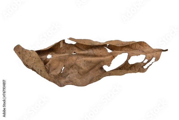 Obraz dry leaves on white background