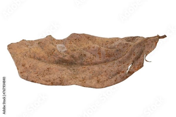 Obraz dry leaves on white background