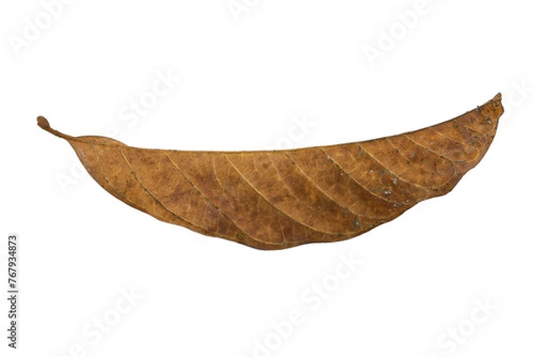 Obraz dry leaves on white background