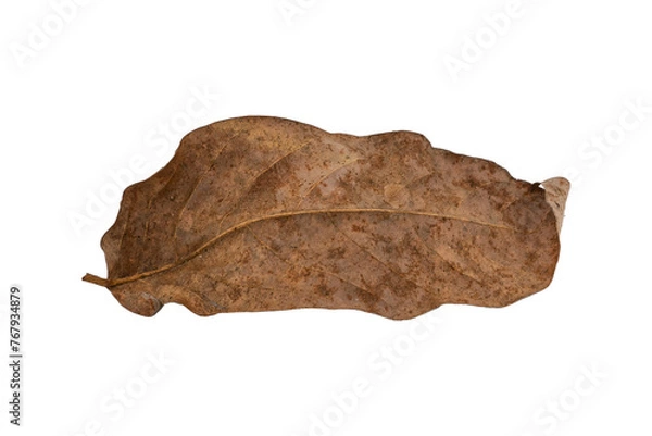 Obraz dry leaves on white background