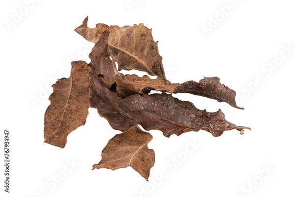 Obraz dry leaves on white background