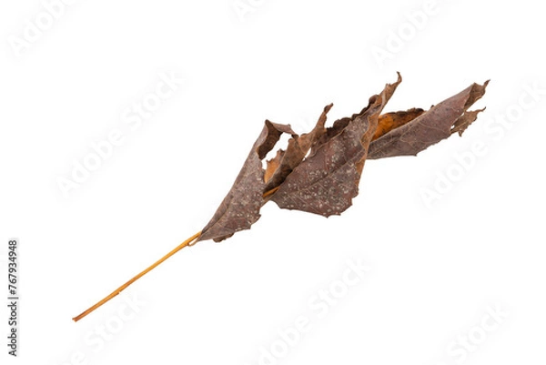 Obraz dry leaves on white background