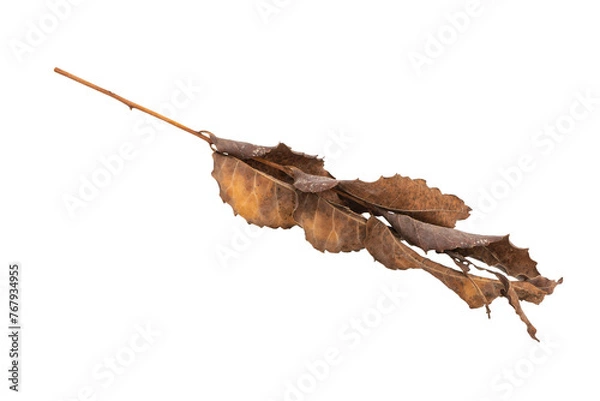Obraz dry leaves on white background