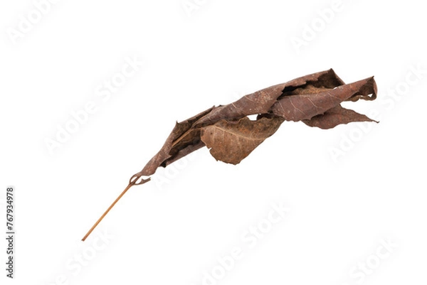 Obraz dry leaves on white background