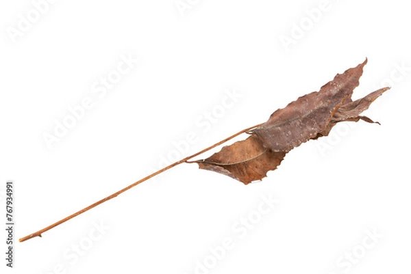 Obraz dry leaves on white background