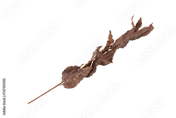 Obraz dry leaves on white background