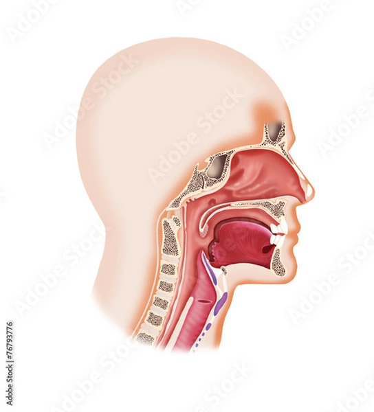 Fototapeta System krtani