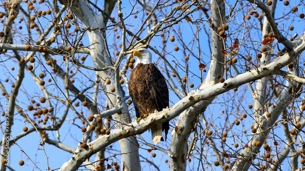 Fototapeta Southern Bald Eagle perched on a branch of a tree