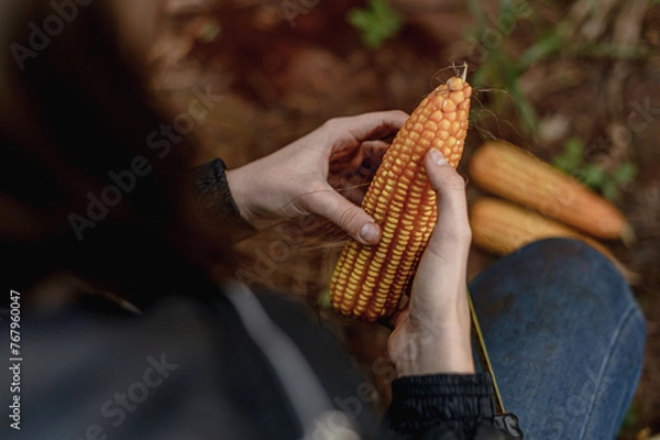 Obraz hands holding corn