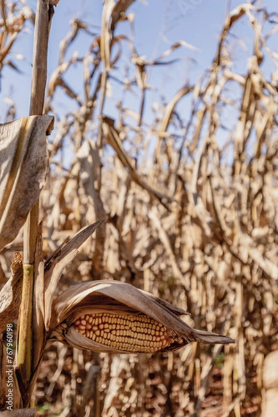 Obraz corn in the field