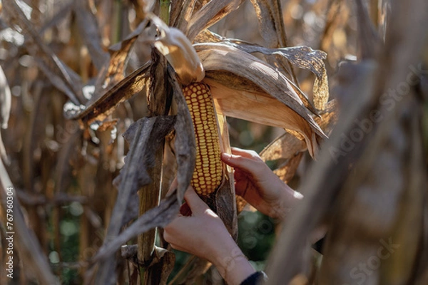 Obraz hands on corn on the cob
