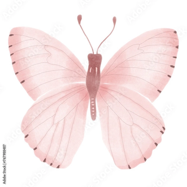 Obraz butterfly isolated on white