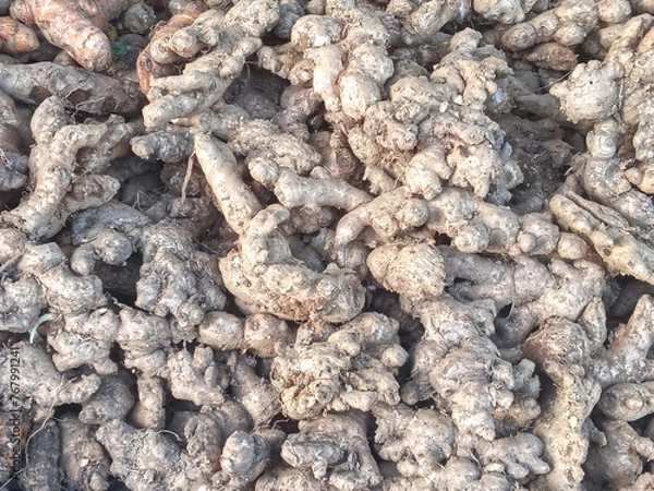 Fototapeta Ginger is the root of a plant that is used to flavour food. It has a sweet spicy flavour and is often sold in powdered form.