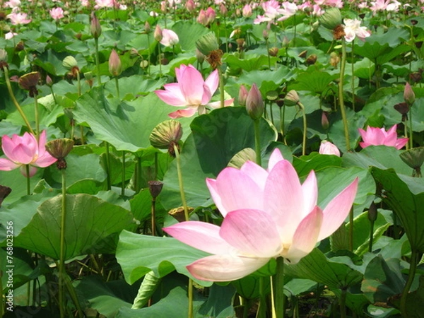 Fototapeta 연꽃 연꽃무리 여름 아름다움