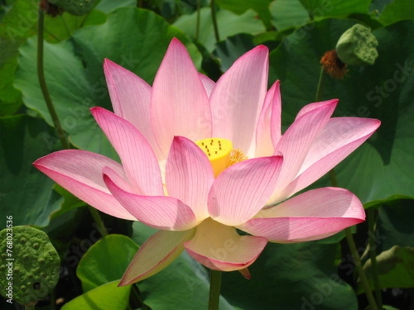 Fototapeta 여름 수련 연꽃 자연 아름다운