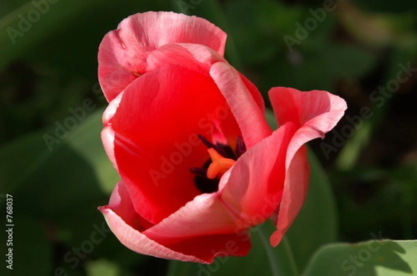 Fototapeta red spring tulip