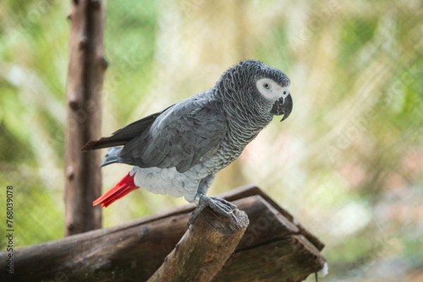 Fototapeta African Grey Parrot Perching on a Wooden Stand,
A close-up image of an African Grey Parrot with a blurred background, highlighting the bird's intricate feather patterns and intelligent gaze.
