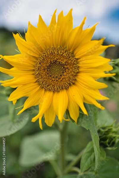 Obraz Blüte einer Sonnenblume