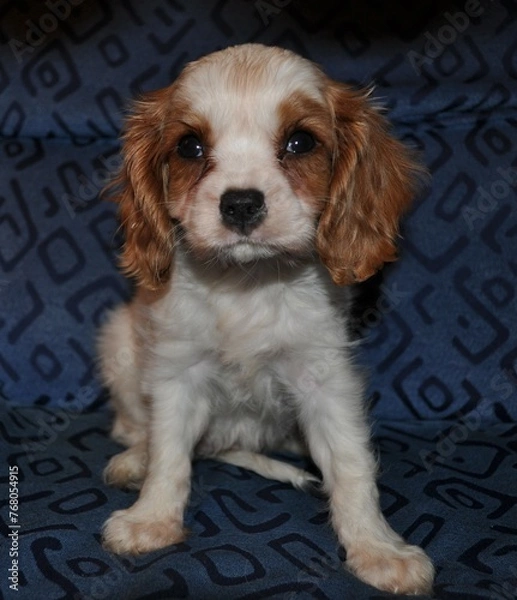 Fototapeta cavalier king