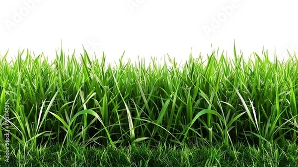 Fototapeta Green grass field isolated on white background. Fresh spring or summer meadow.