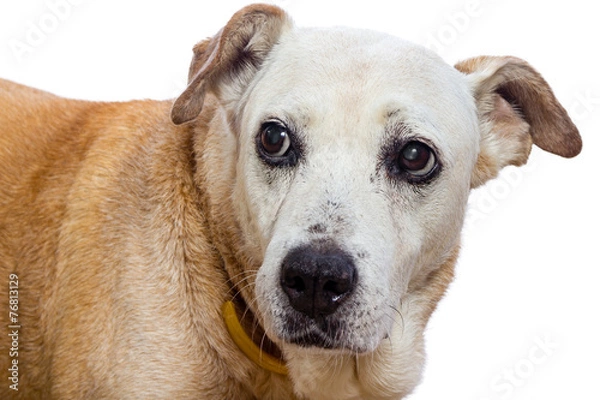 Obraz Old dog with expressive face on white background