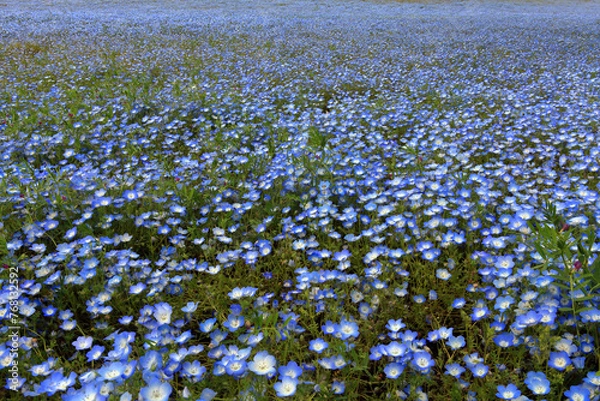 Fototapeta ひたちなか海浜公園のネモフィラの花