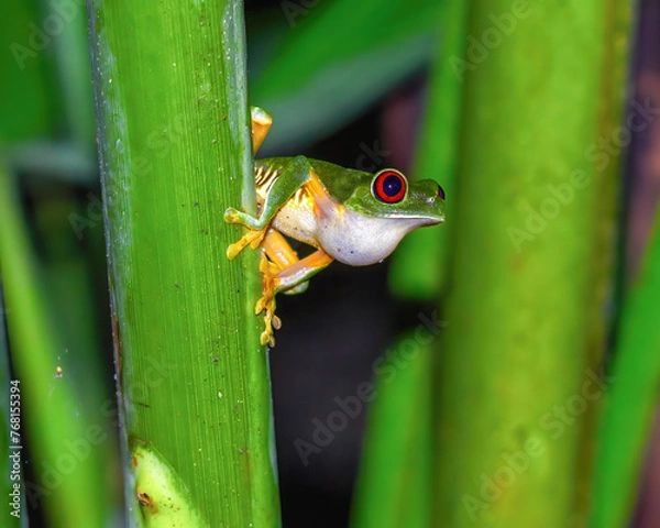 Obraz red eyed tree frog