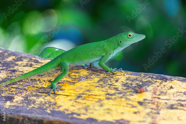 Obraz green lizard 