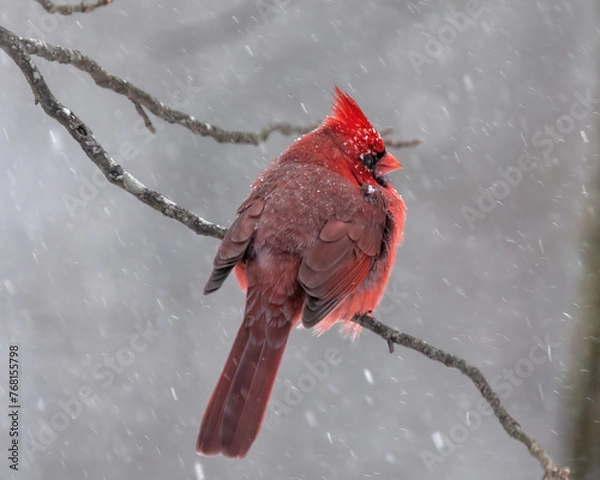 Obraz red cardinal in snow